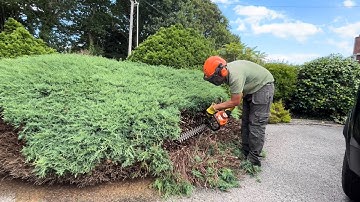 Homeowner wanted this Overgrown Juniper Cutting back! (How to cut back an Overgrown Juniper)