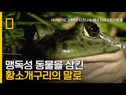 맹독성 동물 영원을 삼킨 황소개구리의 말로!