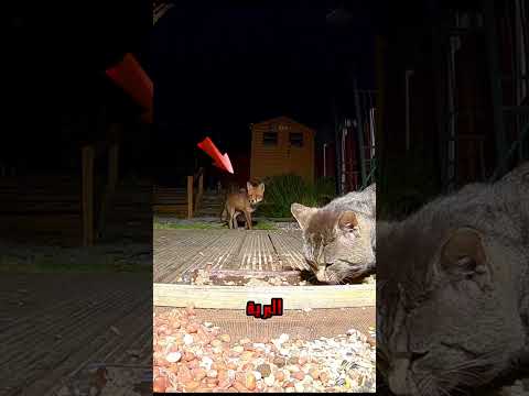 قطة ضد الثعلب البري هل للثعلب فرضة قطط قطة ثعلب قصص واقعية