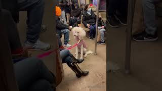 This Poodle It’s To Cute for a NYC Subway !!Lol
