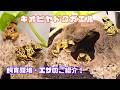 キオビヤドクガエルの飼育環境とエサのご紹介～テラリウムができるまでの仮住まい編！