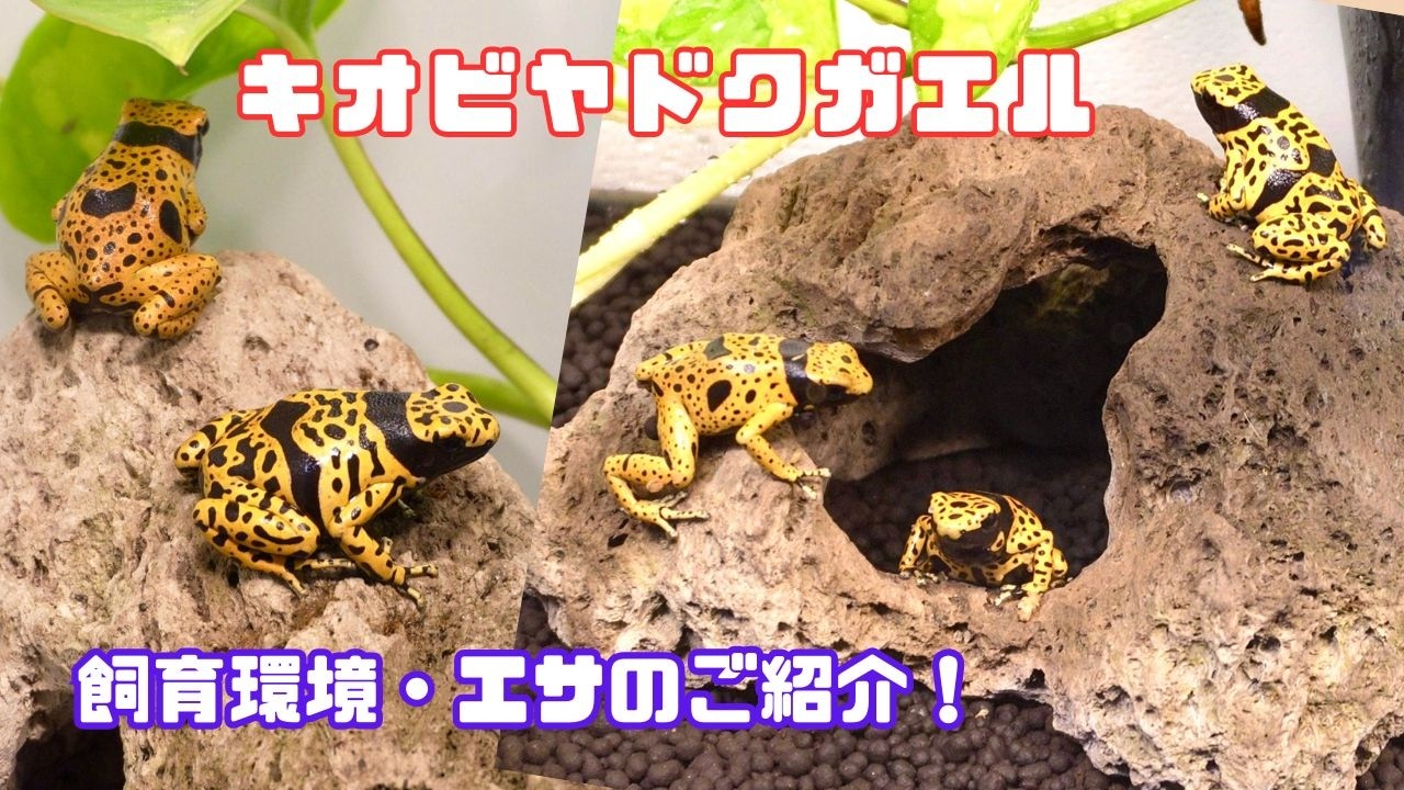 Introducing the breeding environment and food for the Yellow