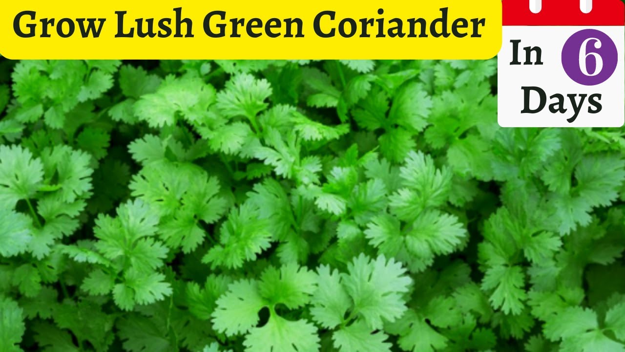How to grow Coriander from seeds YouTube
