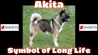 Dogs Akita - Symbol Of Long Life