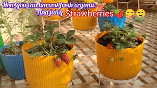 How you can harvest fresh organic and juicy strawberries 🍓🤤😋#gardening #viral #kitchengarden 