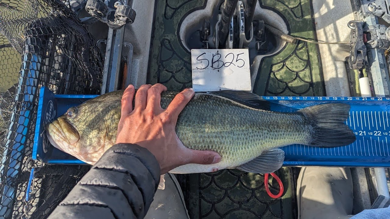 Caught a Nebraska Giant for the Win!! #asmr #asmrvideo #asmrsounds #bass #fishing #fish