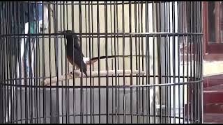 Murai Batu SS menggila