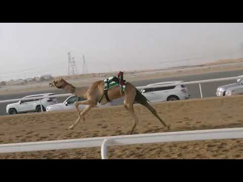 الشوط10 مخادع للسيد زايد مطر عيسي عيسي الفلاحي توقيت