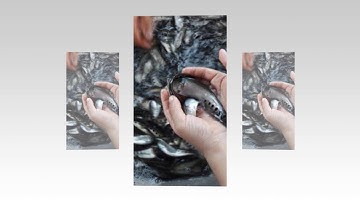 cá thác lác cườm hcm | 0934890284