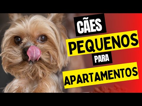 Vídeo: Sete melhores raças de cães pequenos para um apartamento
