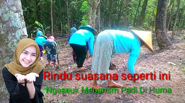 Rindu Suasana Seperti ini, Menanam Padi Di Huma (ngaseuk) Kebersama
