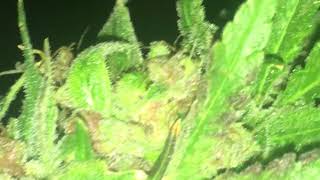 Ace of spades bud porn