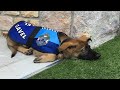 Un Canino De La Policia Que Fue Despedido Por Ser Muy Amistoso Termina Con Un Extraño Trabajo