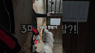 눈나 이 형들 텃세 부려!!!😫💦These guys are blocking me from going in.🫯🦄