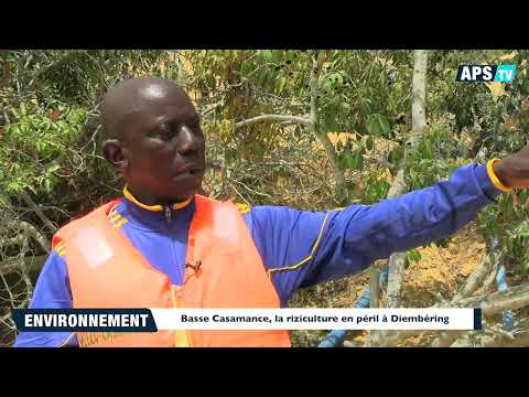 BASSE CASAMANCE, la riziculture en péril à Diembéring.