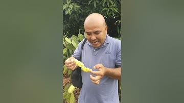 Vườn xương rồng 🌵 Mexico 🇲🇽 độc nhất tại Ninh Thuận Việt Nam 2024 🇻🇳 (4)