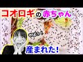 コオロギの赤ちゃんが大量？！ついに産まれた！何百匹産まれた？【コオロギ】
