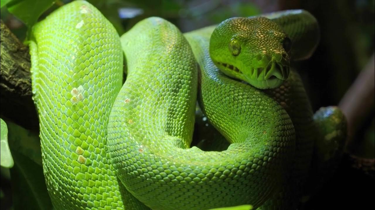 Green Tree Python care guide video-4k Nature (Ultra HD) | Nature's ...