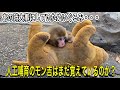 ぬいぐるみを母親代わりにして育ったニホンザルのモン吉・・・大きくなった今でもそのぬいぐるみを覚えているのか?