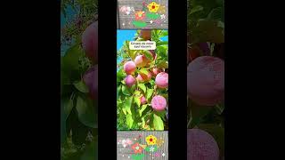 Blue Fruits Why Not?