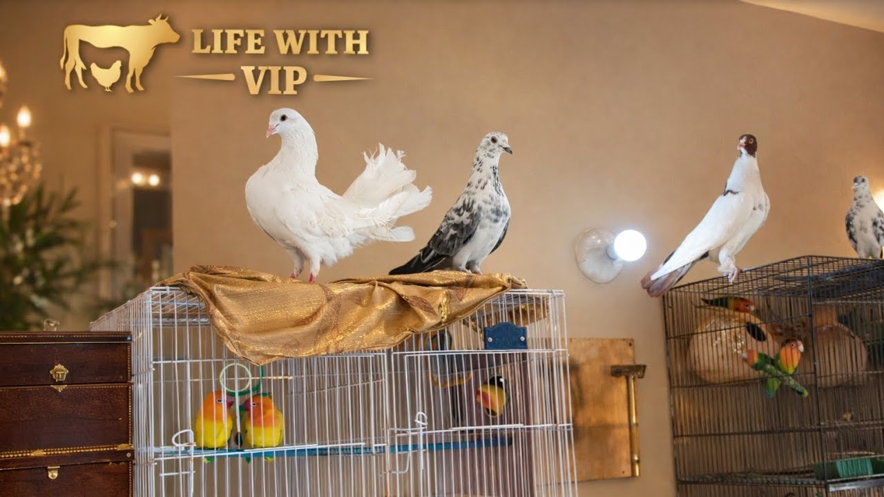 Master cage ma new birds a gay🫶😘🐦‍⬛#sufibhai #mandi #cow #vlog #sufyan #followforfollowback 