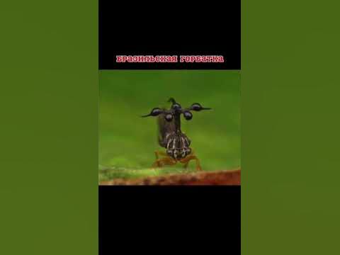 Бразильская горбатка етиеемать🙈 - YouTube