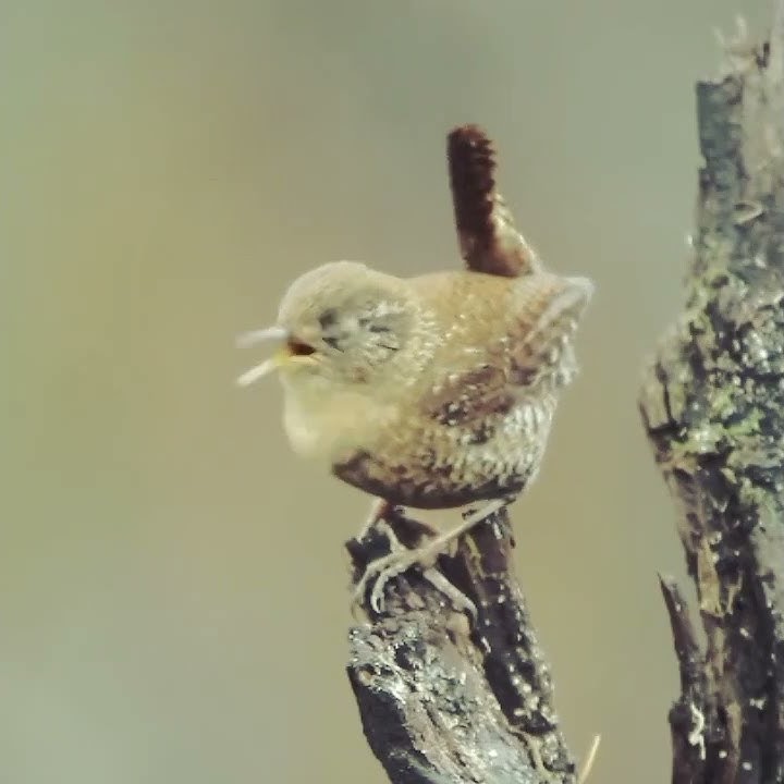 Burung Winter Wern Si Kecil Bersuara Merdu.