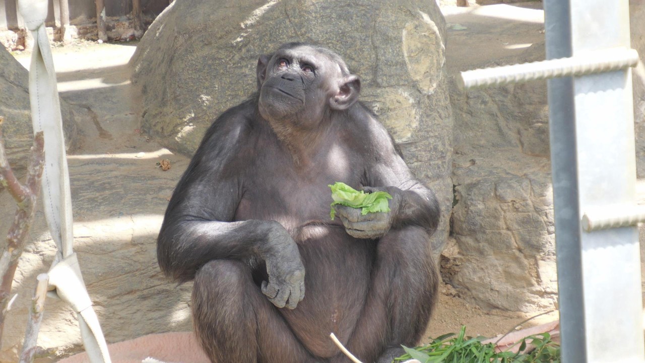 Nanako is pregnant! Tennoji Zoo, Chimpanzees, 202604 - YouTube
