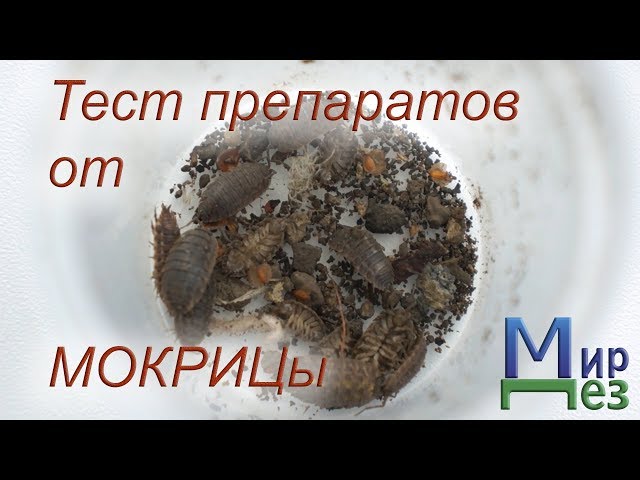 Как избавиться от мокриц раз и навсегда: обзор лучших средств и методов избавления от мокриц (115 фото)