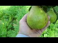 Сорта груш в Беларуси