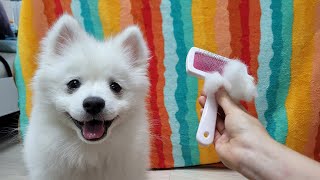 Puppy Grooming & Massage Therapy - Japanese Spitz by Sarangsnowbear 588 views 1 year ago 4 minutes, 16 seconds