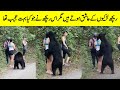 Animals Moments Caught On Camera | ریچھ کی جوان لڑکی کے ساتھ عجیب حرکت  | Studio One