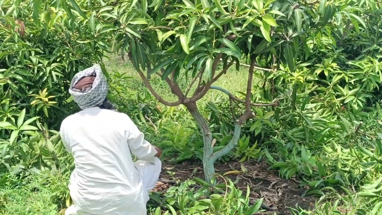 4 saal ke kesri Aam ke ped ki cutting 