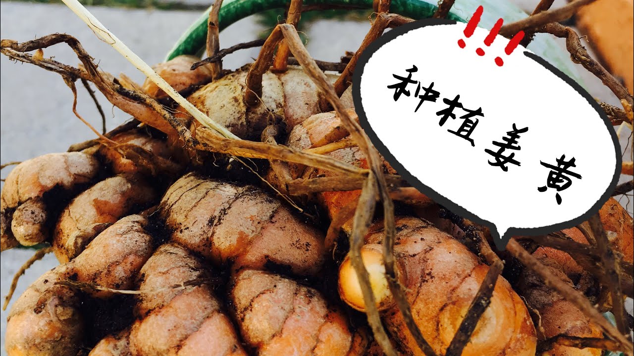 种植2 姜黄 出高产姜黄只需要这几点 How To Grow Turmeric Youtube