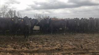 Blue Grass Stockyards - Lots #35A, 35B, 35C, 35D, 35E
