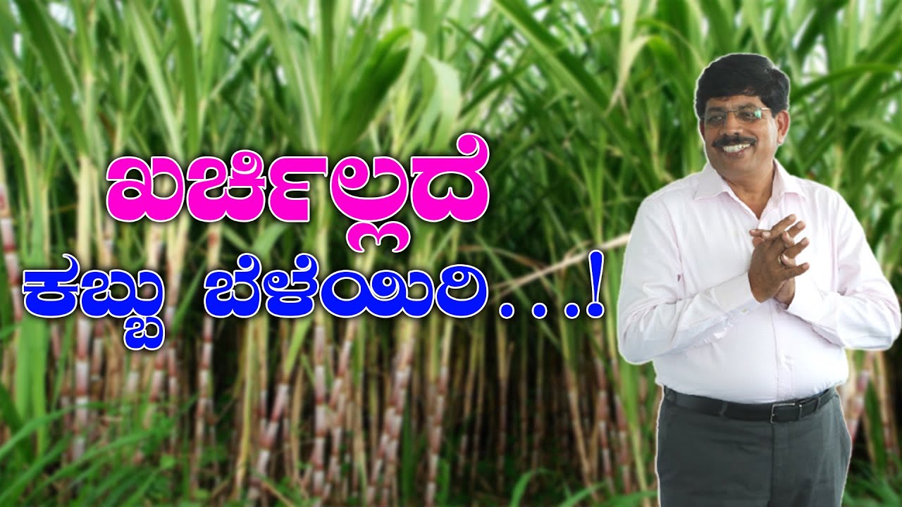 ಕಬ್ಬು ಬೆಳೆಯಲ್ಲಿ ವಿಶೇಷ ವ್ಯಕ್ತಿಯ ವಿಶಿಷ್ಟ ಸಾಧನೆ | ಮಾದರಿ ಸಾವಯವ ಕೃಷಿಕ #organicsugarcanefarming