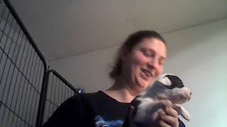 3 Weeks Old Pitbull Puppies For Sale