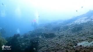 Scuba diving at Cherubs Cave, Moreton Island Queensland Australia