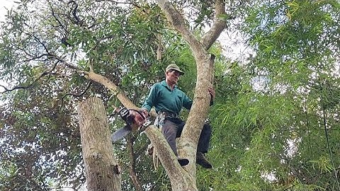 Cưa cây  xoài  thanh  ca  gần  nhà  .Sawing a mango  tree  .Cưa  cây  kỷ  thuật  cao