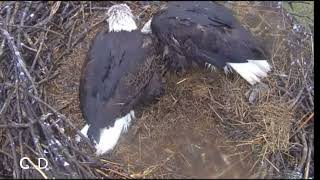 Fort St Vrain Eagles~Ma & Pa Swap Off Brooding- Protecting Eaglets from Soaking Rain_4/27/24