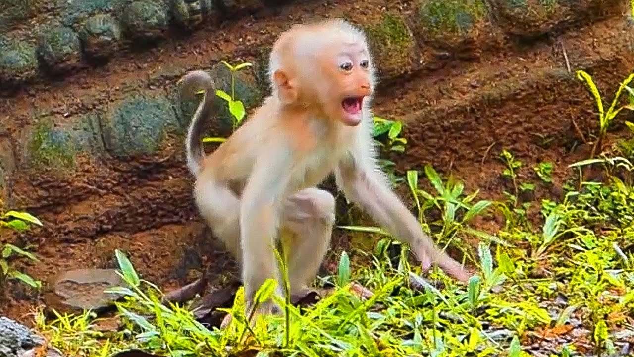 Pity baby monkey Lilo after heavy rain he loses and cries runs to find mom