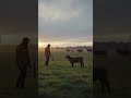 A Farmer Rescues a Calf Before It Was Left Alone