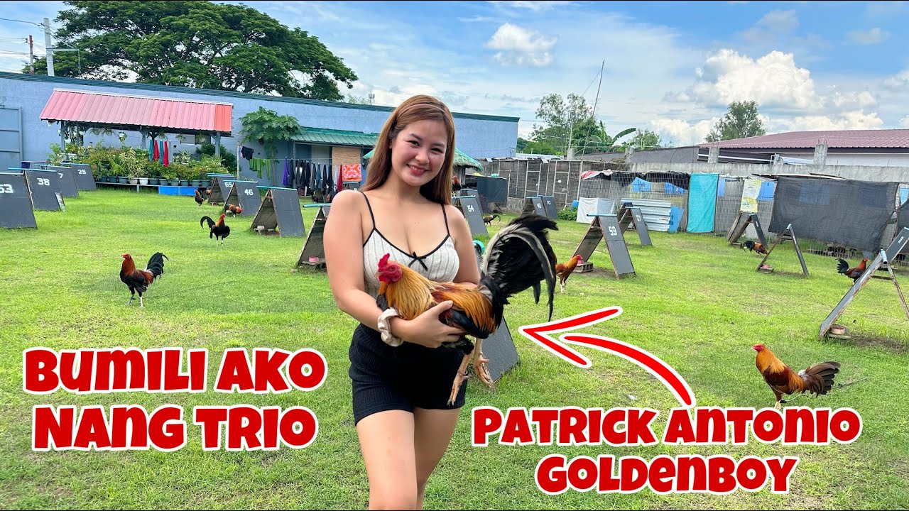 Purebreed Goldenboy Sweater Patrick Antonio and 2 bullhen Gbs and 5k sweater ❤️