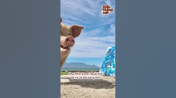 Bất Ngờ Trước Chú Lợn Có Khả Năng Vẽ Tranh 😲😲😲 - TikTok Kiến Không Ngủ #Shorts