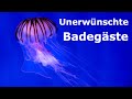 Von einer Qualle genesselt? - Unerwünschte Badegäste - Wissenswertes vor dem Urlaub!