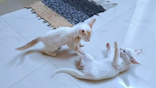 Elder Brother VS Younger Brother Real Fight. by The Billi  340 views 1 month ago 2 minutes, 6 seconds