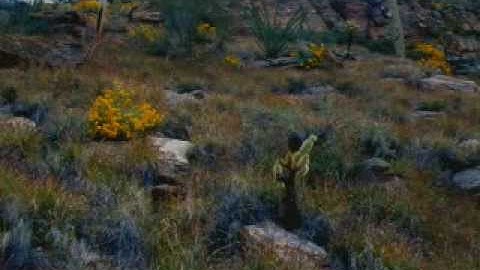 Sonoran Desert: Fragile Land of Extremes