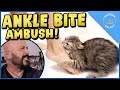 Cats Who Bite: Why Do Cats Bite & What You Can Do