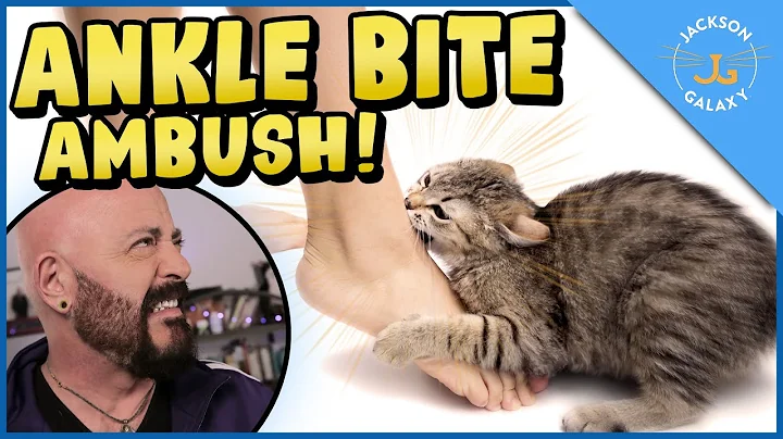 Cats Who Bite: Why Do Cats Bite & What You Can Do - DayDayNews