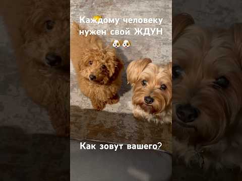 У Вас Есть ЖДУН? #viralvideo #shortsfeed #shorts #youtube #youtubeshorts #viralreels #viralshorts